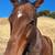 5 year old Thoroughbred Gelding 5 thumbnail