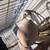 Button quail and dove for rehoming 2 thumbnail