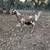Starter Goat Herd – 6 Nanny Goats – Five Bred 3 thumbnail