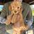 Goldendoodle 2 thumbnail
