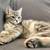 Gray tabby kitten 1 thumbnail