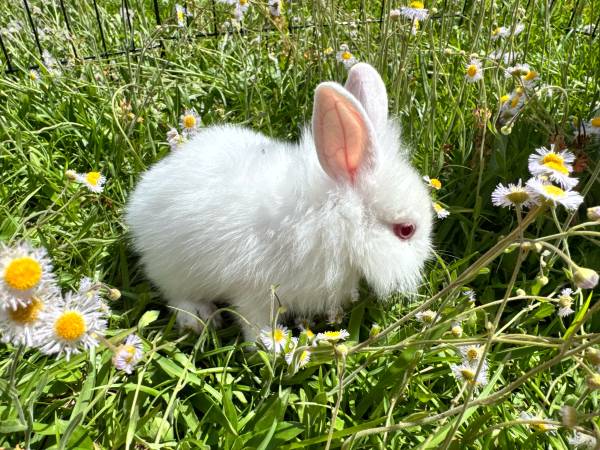 Three Rabbits to Good Home (Wallace)63925384858499120