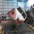 VINTAGE VOLKSWAGEN / PORSCHE REPAIR, PARTS & RESTORATION 14 thumbnail