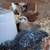 Young purebred layer pullet chickens 7 thumbnail