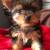 Adorable Yorkie Ready for Their New Homes! 3 thumbnail