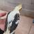 4 week old handfed tame baby cockatiel 3 thumbnail