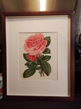 Antique Botanical Chromolithograph 1