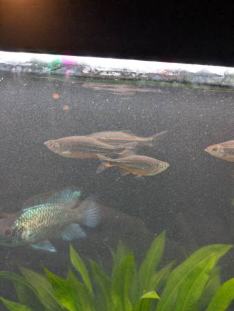 Peces gratis (Everett)63885717758465120