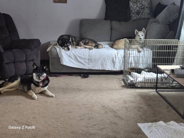Female shapard husky (Felts Mills)63834020662913120