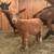 Nigerian dwarf doeling 2 thumbnail