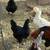 Hens 4 thumbnail