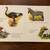 Rare 1960s-70s Children’s BOARD BOOK Animals and Where They Live 7 thumbnail