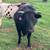 Heifers 6 thumbnail