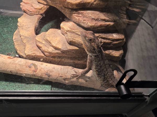 FEMALE Bearded Dragon.with Composit Tank (Entiat)63761970754433121