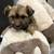 Rehoming female puppies!! 5 thumbnail