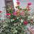 Hot Pink Rose Cuttings, 6in. 3 thumbnail