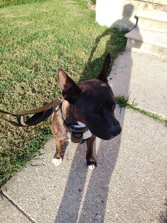 Bullet (Baltimore)64289906795139120