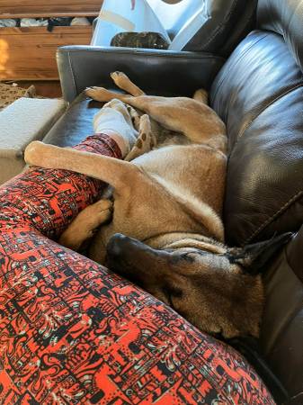 Pet Sitting, Boarding, Doggy Daycare in Ruch Area (Ruch, OR)62902676376835123