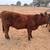 Limousin / Beefmaster Cross Registered Heifer Calves 2 thumbnail