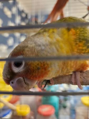 Quakers, Cockatiels and Green Cheek Conures (Marble Hill)63612039800193120