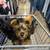 3 female Yorkie puppies 4 thumbnail