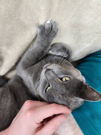 El gato macho más dulce (Council Bluffs)63670841014017120