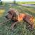 Redbone Coonhound 2 thumbnail