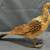 Large 20" mixed media hand made bird figure statue sculpture folk art 3 thumbnail