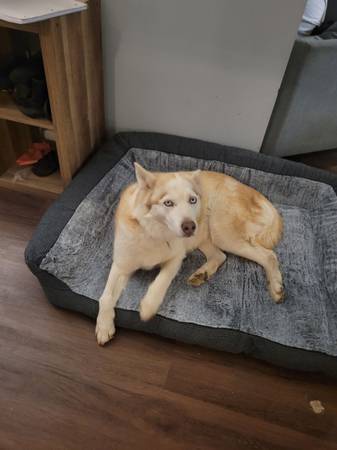 Siberian Husky FEMALE 7yrs Spade (Perry Point)63924992484866120
