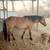 Dun Mustang Mare 3 thumbnail