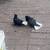 Pigeons 1 thumbnail