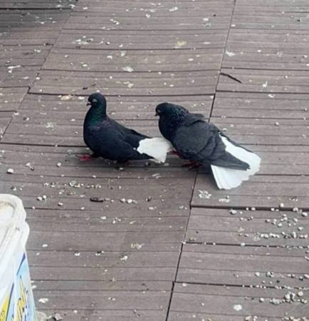 Pigeons 1