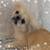Pekinese 2 thumbnail