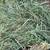 Small square grass horse hay bales 1 thumbnail