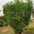 BLACK  DWARF Mulberry trees in pots . 8 thumbnail