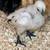 Chickens Ayam cemani 18 thumbnail