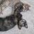 Kittens 1 thumbnail