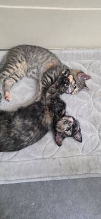 Kittens 1