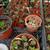 succulents/cactus 8 thumbnail
