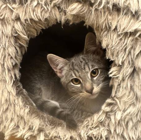 Serena & Venus: Grey Tabby with White Kittens Available to Adopt (san mateo)64165356884867122