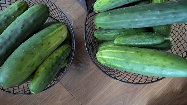 Cucumbers 1