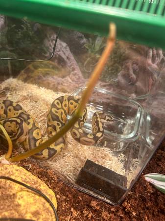 Ball python 1