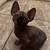 Sphynx Kittens 2 thumbnail