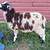 Jacob Ram Lambs 4 thumbnail
