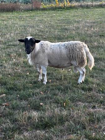 Dorper Ram 1