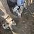 Husky puppy girls 2 thumbnail