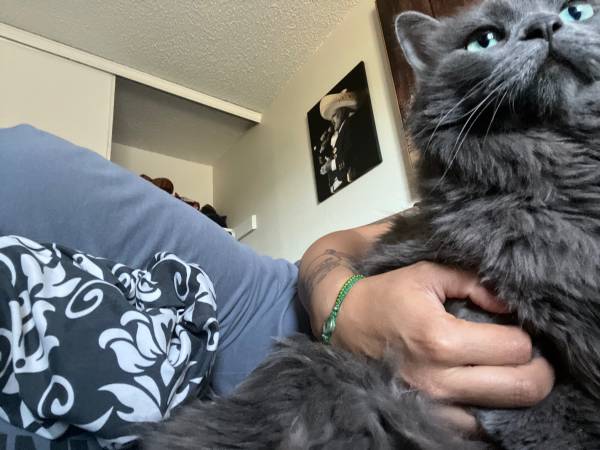 Gato gris desaparecido63753485579137123