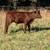 Registered American Milking Devon bull calf 2 thumbnail