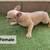 French bulldogs fluffy carrier 16 thumbnail