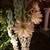 Night Blooming Cactus, flowering, architectural, landscape succulent 13 thumbnail